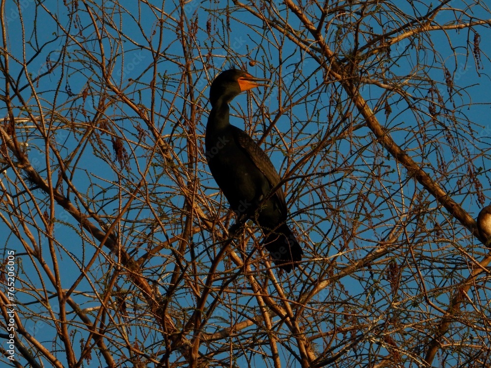 Fototapeta premium The Double-crested Cormorant is also known as The Sea Raven