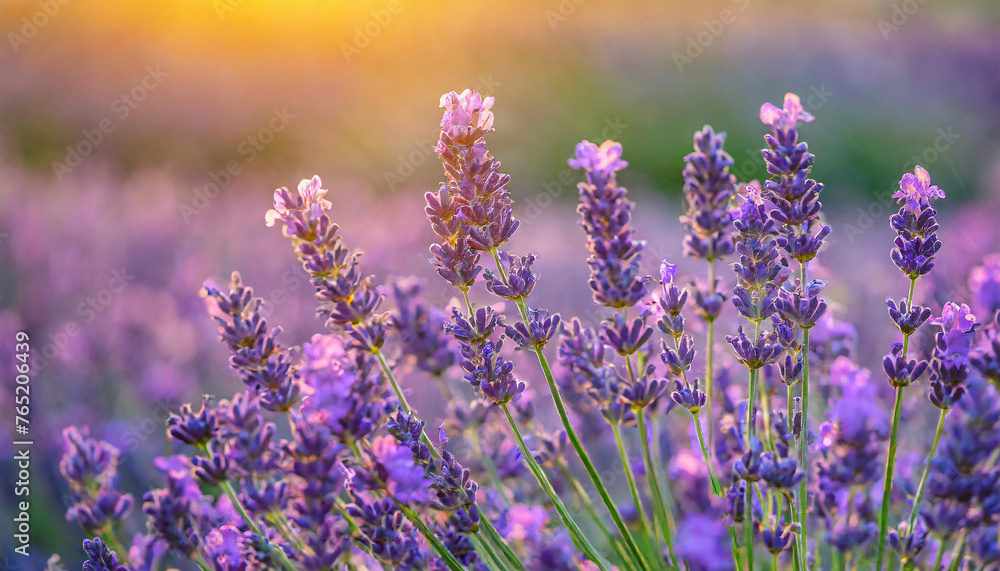 Fototapeta premium Close-up of field of lavender flowers with sunset. Beautiful nature. Spring season.