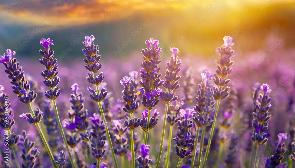 Close-up of field of lavender flowers with sunset. Beautiful nature. Spring season.