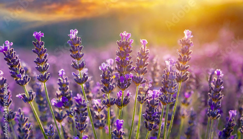 Close-up of field of lavender flowers with sunset. Beautiful nature. Spring season. © hardvicore