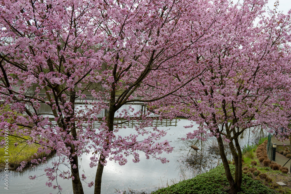 Spring blossom of pink sakura cherry tree in Japan and wooden bridge on background Spring blossom of pink sakura cherry tree in Japan and wooden bridge on background