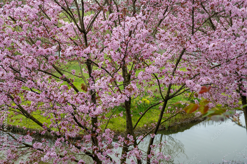 Spring blossom of pink sakura cherry tree in Japan Spring blossom of pink sakura cherry tree in Japan