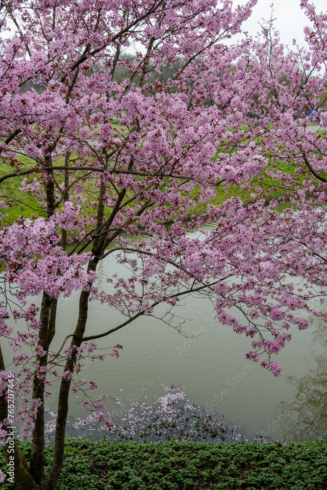 Spring blossom of pink sakura cherry tree in Japan Spring blossom of pink sakura cherry tree in Japan
