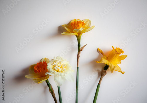 Photo of different types of daffodils on a white background