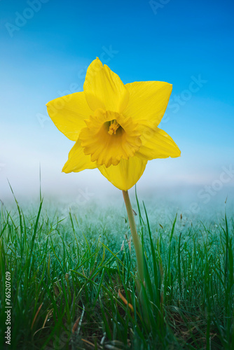 Daffodil in the grass in springtime