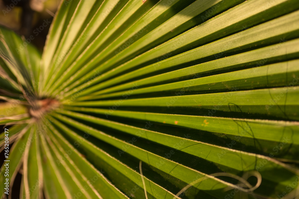 Obraz premium Palm tree leaf close-up macro photo