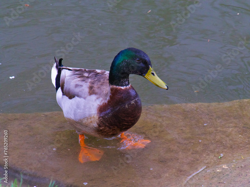 duck on the water