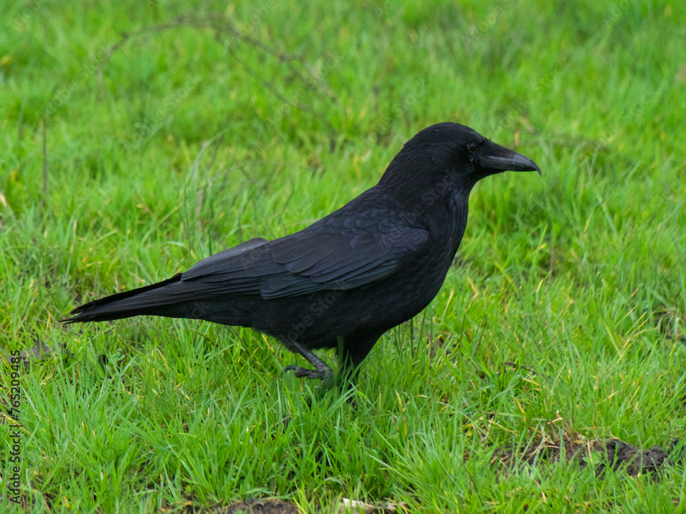 crow on the grass crow on the grass
