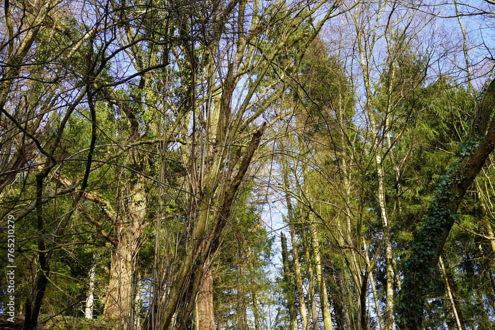 trees in the woods