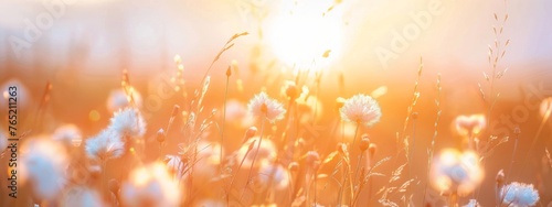 Beautiful meadow with wild flowers over sunset sky. Beauty nature field background with sun flare. Bokeh, silhouettes of wild grass and flower. Sunny summer or autumn nature backdrop