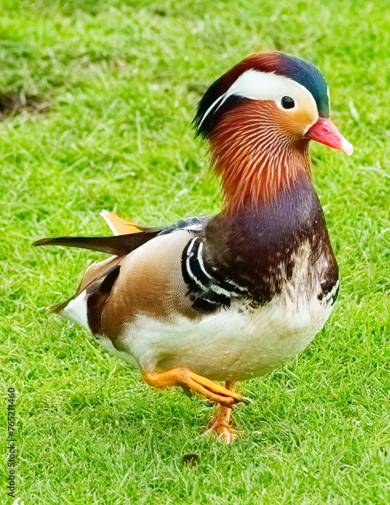 Obraz premium The Mandarin (The worlds most beautiful Duck)