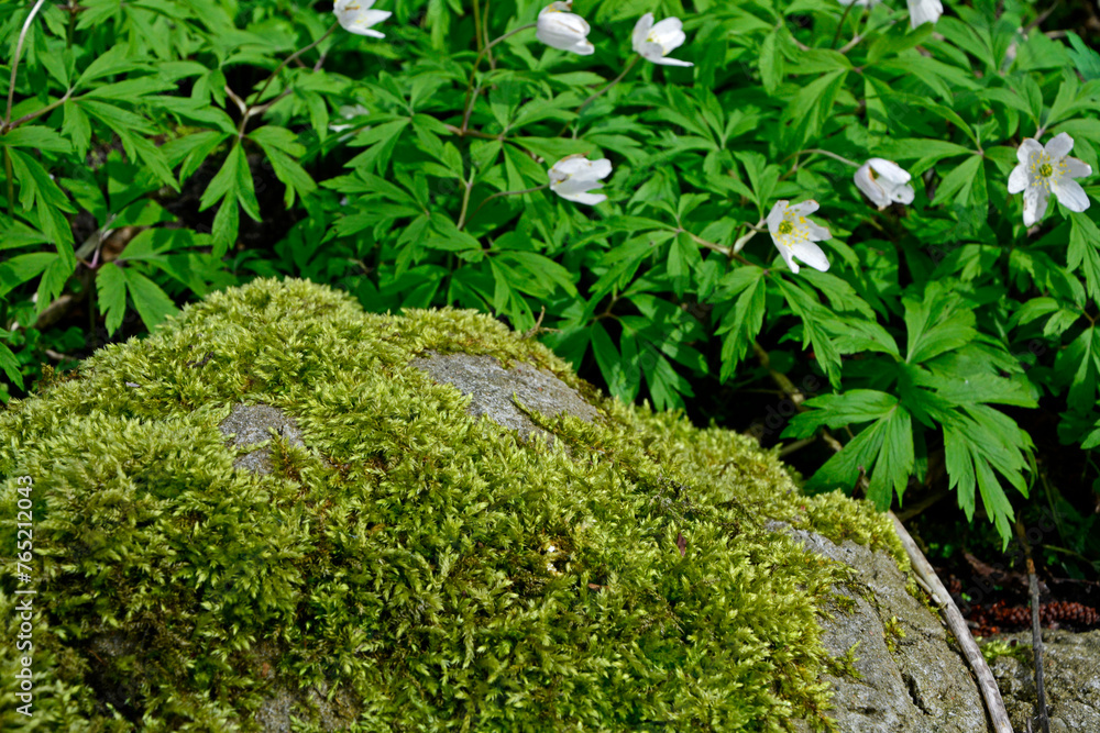 zielony mech na kamieniu i białe zawilce, zielony mech na kamieniu w lesie, green moss on the stone and white anemones
zielony mech na kamieniu i białe zawilce, zielony mech na kamieniu w lesie, green moss on the stone and white anemones