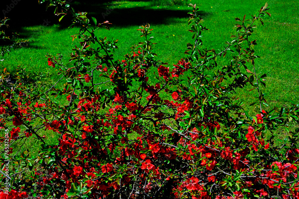 kwitnący pigwowiec japoński, Chaenomeles japonica, czerwony pigwowiec na tle zielonego trawnika, red quince	