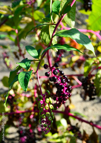 czarne owoce szkarłatki na różowym pędzie, Szkarłatka amerykańska (Phytolacca americana), dojrzałe owoce	