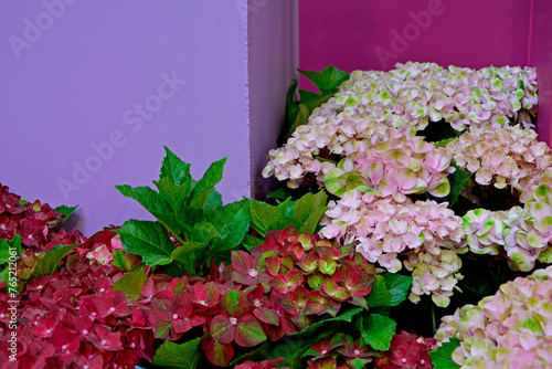 czerwona i różowa Hortensja ogrodowa, Hydrangea macrophylla, seria odmian Magical Four Seasons, hortensje na tle rózowej i fioletowej ściany, red and pink garden hydrangea

