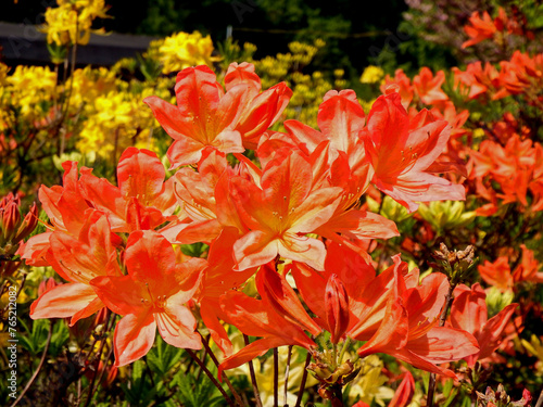 pomarańczowe kwiaty azalii, kwitnący różanecznik, azalia, rododendron (Rhododendron), wiosenne kwiaty, spring flowers 