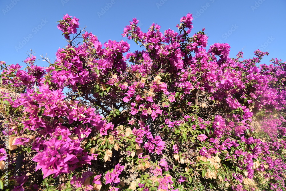 Bougainvillea flowers of Caddinas Bay, Olbia, Sardinia