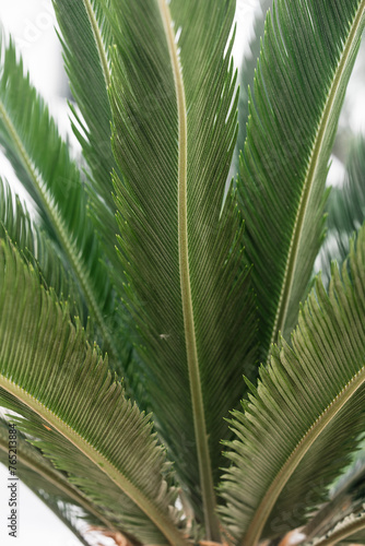 palm tree leaves with neutral background
