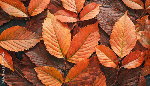 Close-up of orange leaves. Autumn season. Natural backdrop.