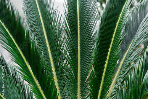 palm tree leaves with neutral background