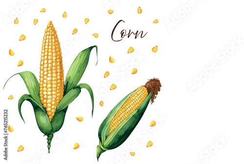 Corn vector illustration. Corn in watercolor style. Corn cobs set