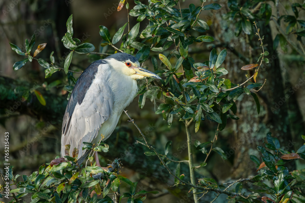 black-crowned heron black-crowned heron