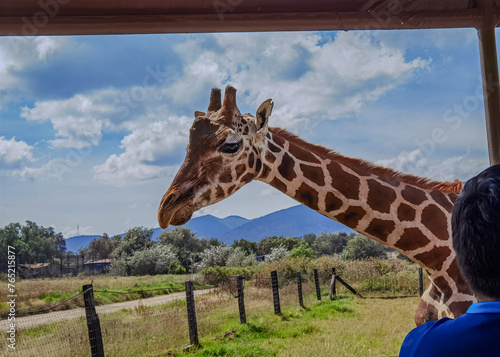 Photography Giraffe SAFARY