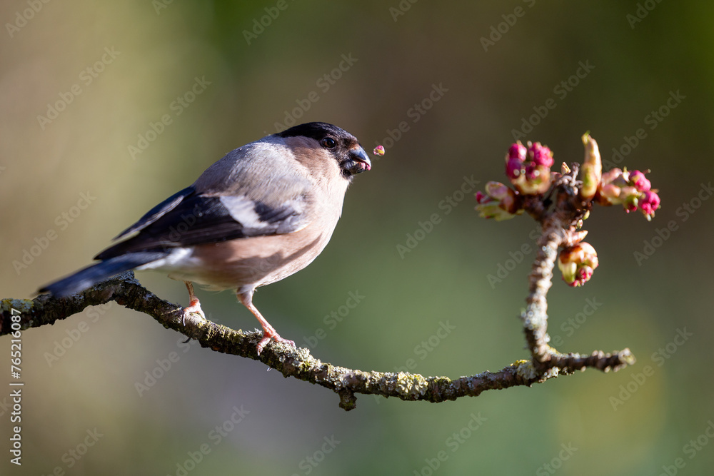 Obraz premium Gorgeous Female Bullfinch (Pyrrhula pyrrhula) in Spring, feeding on a blossom bud. Yorkshire, UK in March