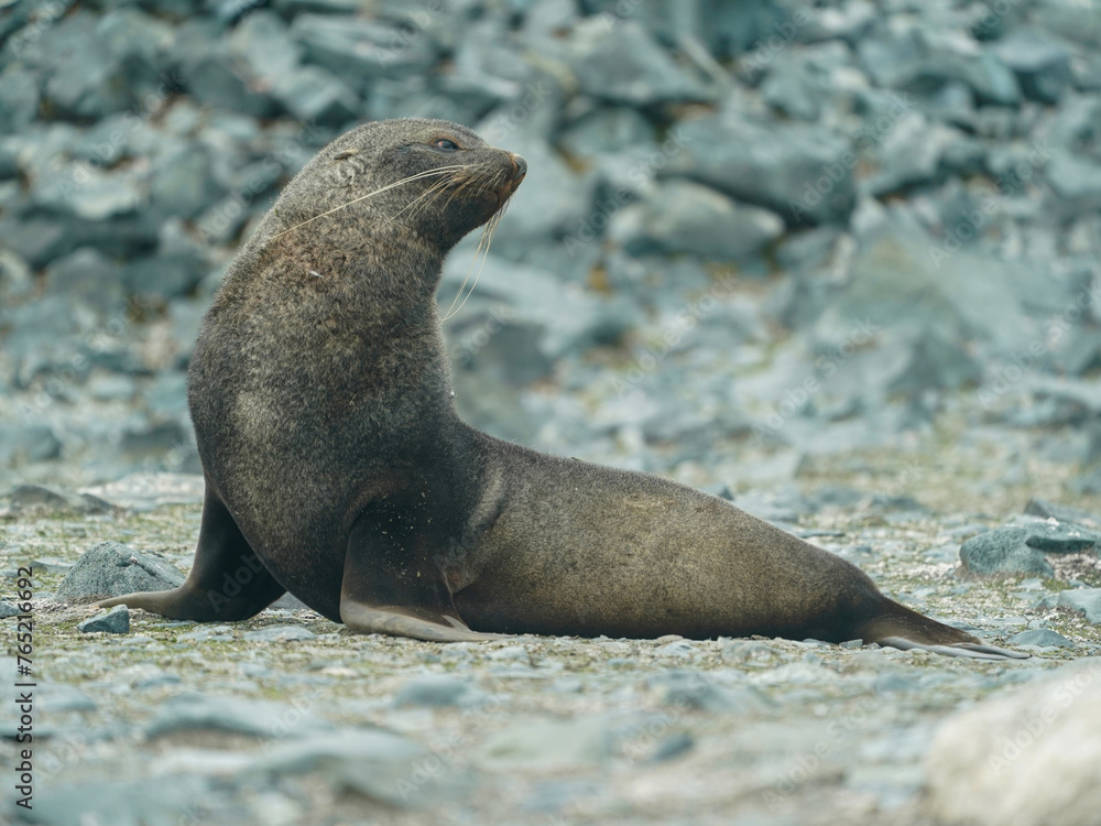 Fototapeta premium A fur seal in Antarctica