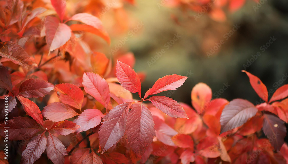 Close-up of vibrant red-orange leaves. Autumn season. Natural backdrop. Close-up of vibrant red-orange leaves. Autumn season. Natural backdrop.