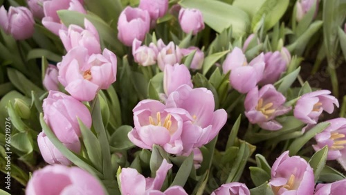 many pink tulips in a greenhouse with lots of foliage