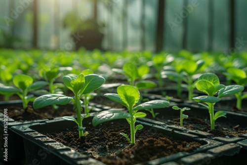 Seedlings in a greenhouse. Backdrop with selective focus and copy space