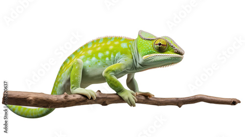 A bright green chameleon perches on a branch, its eyes alert and its body poised for movement.