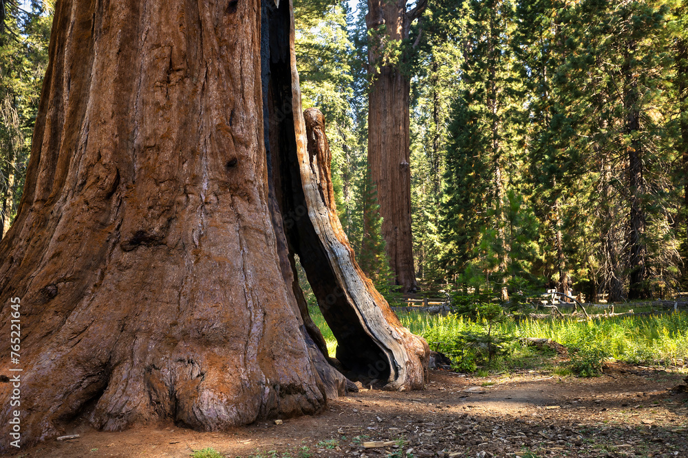 Sequoia Trees Sequoia Trees