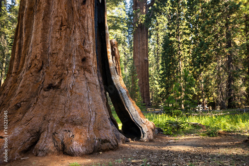 Sequoia Trees 