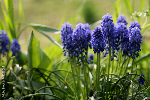 Muscari or grape hyacinth. Spring floral background. Beautiful bright design of cards, calendars, booklets. A meadow of wildflowers on a blurred sunny park background.