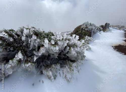 Branches of endemic broom plant or Spartocytisus supranubius covered by ice in Teide National Park, Tenerife.Cold spring morning in mountains.Selective focus. photo