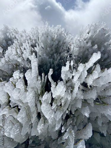 Branches of endemic broom plant or Spartocytisus supranubius covered by ice in Teide National Park, Tenerife.Cold spring morning in mountains.Selective focus. photo