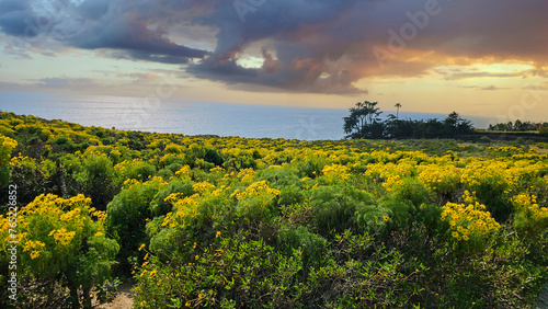 a beautiful spring landscape with a hillside covered with yellow flowers and lush green plants  blue ocean water and powerful clouds at sunset at Point Dume in Malibu California USA