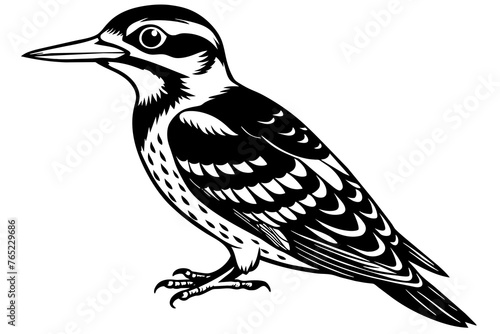 Woodpecker bird silhouette  vector art illustration photo