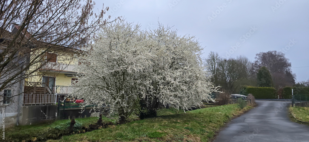 Blooming white bird cherry close-up, blooming flowers of bird cherry on a blurred natural background Blooming white bird cherry close-up, blooming flowers of bird cherry on a blurred natural background