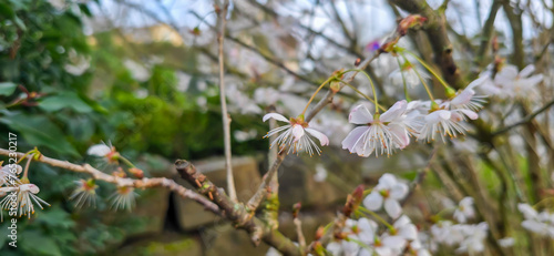 Blooming white bird cherry close-up, blooming flowers of bird cherry on a blurred natural background 