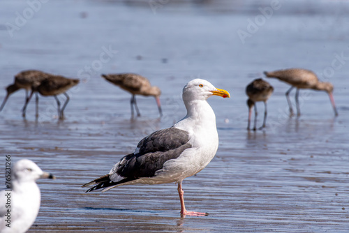A Western gull on the sandy shore.