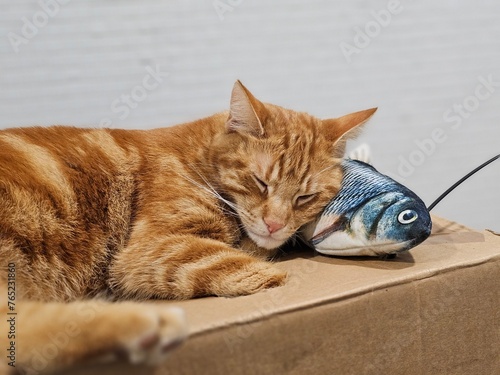 Un chat dormant sur un carton avec la tête sur son jouet en forme de poisson