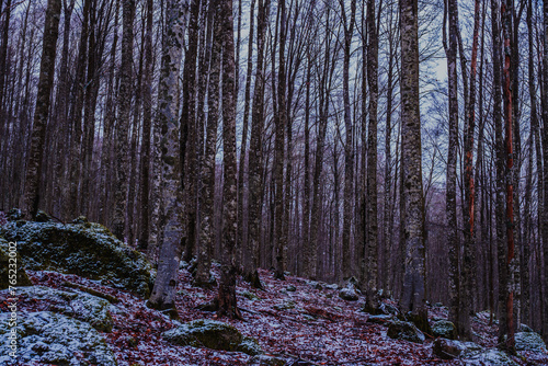 sfondo autunnale di montagna con alberi alti e spogli, foglie marroni e una leggera neve sulla terra photo