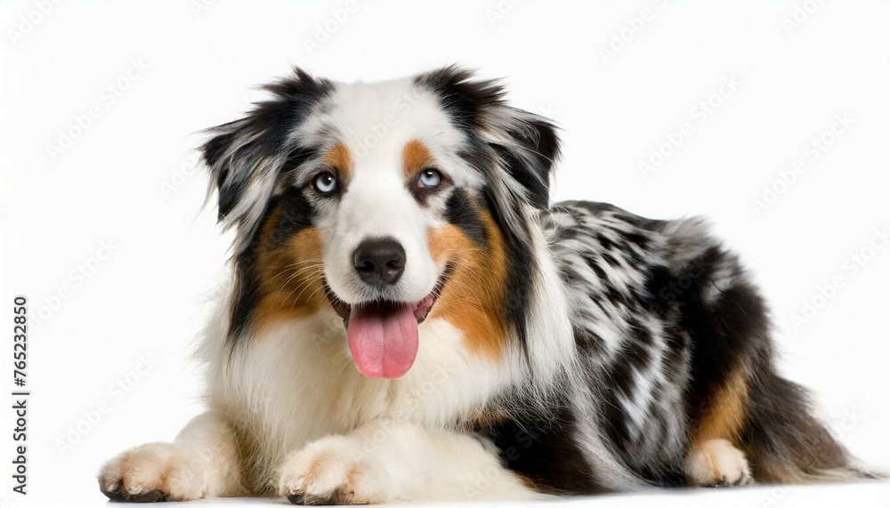 Australian shepherd dog - Canis lupus familiaris - is a breed of herding dog from the United States isolated on white background laying and looking at camera
