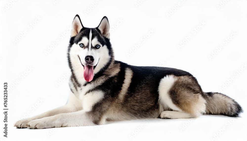 Large adult Siberian Husky dog - Canis Lupus familiaris - isolated on white background laying down looking at camera while panting with tongue out