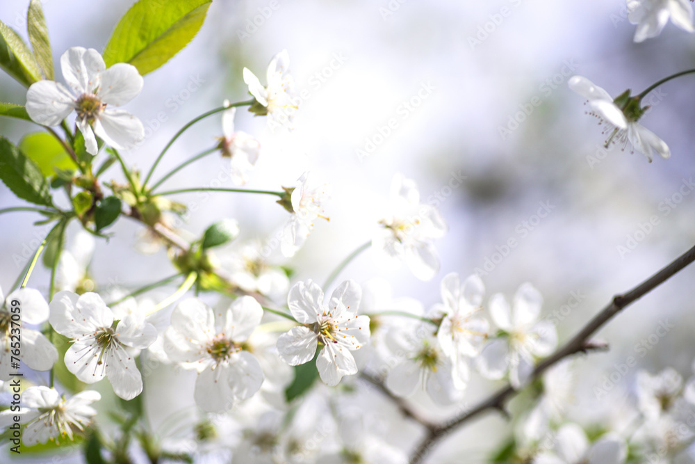cherry blossom in spring time, shallow depth of field. cherry blossom in spring time, shallow depth of field.