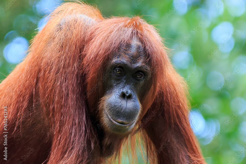 orangutans or pongo pygmaeus is the only asian great found on the island of Borneo and Sumatra orangutans or pongo pygmaeus is the only asian great found on the island of Borneo and Sumatra
