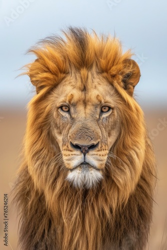 A close up of a lion looking straight ahead in the wild. Generative AI. © serg3d